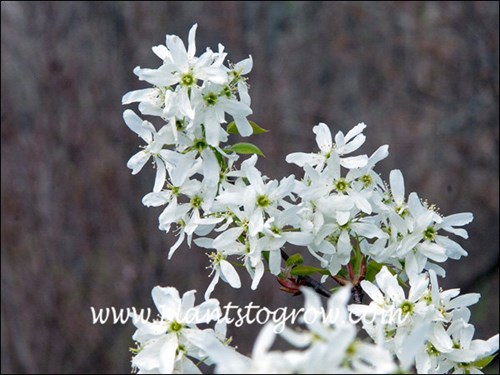 Snow Cloud Serviceberry (Amelanchier laevis)